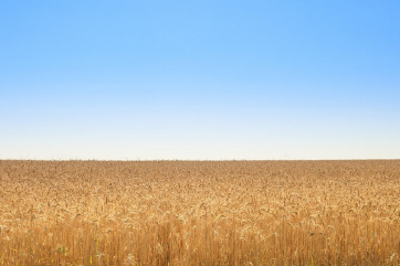 Уборка озимой пшеницы в США отстала от многолетней нормы